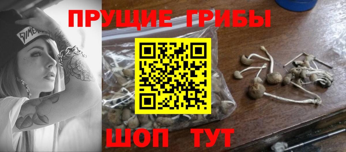 Галлюциногенные грибы Psilocybine cubensis  Вход с VPN  Муром 